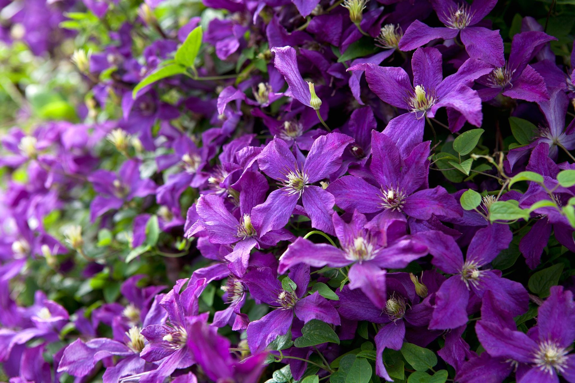 Polish Spirit Clematis