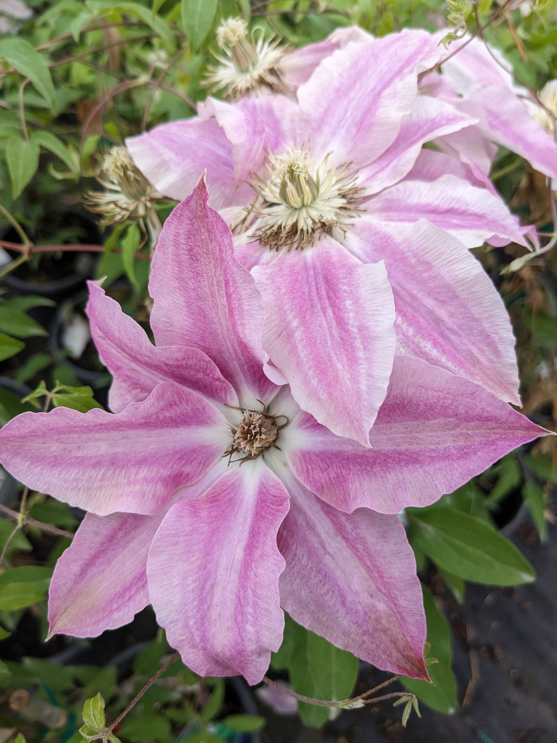 Vancouver™ Cotton Candy Clematis