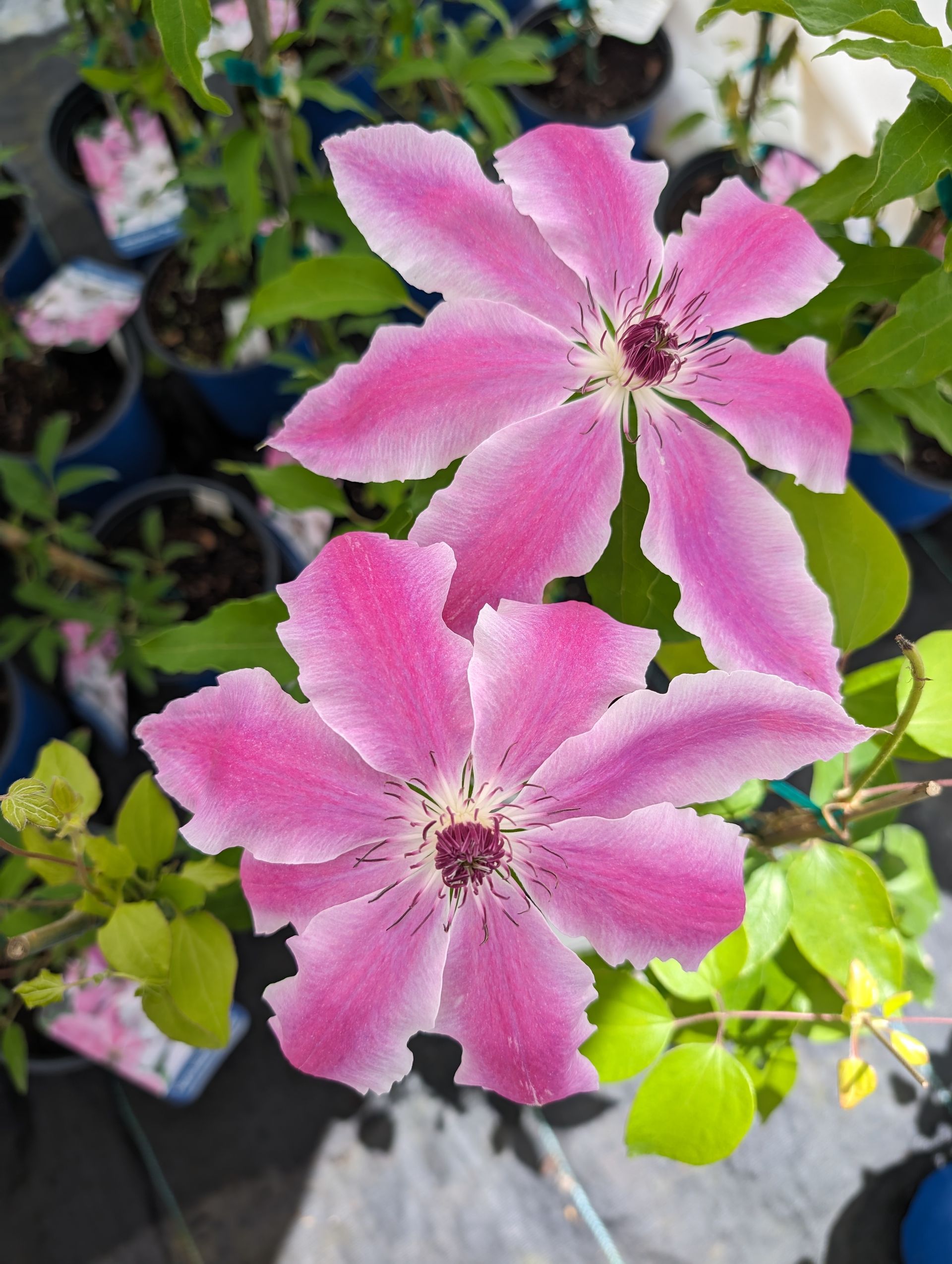 Vancouver™ Mystic Gem Clematis