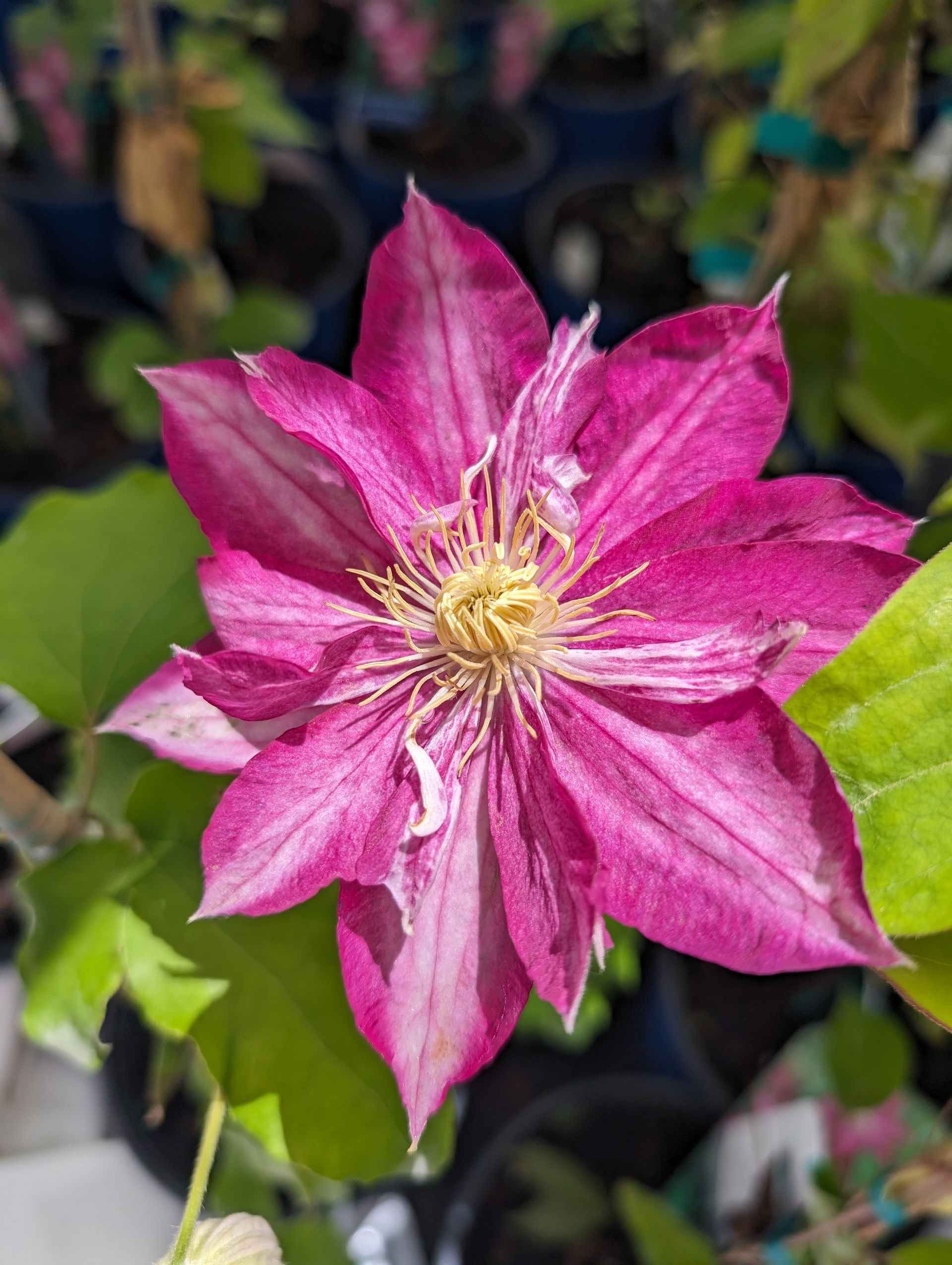 Pink Champagne Clematis