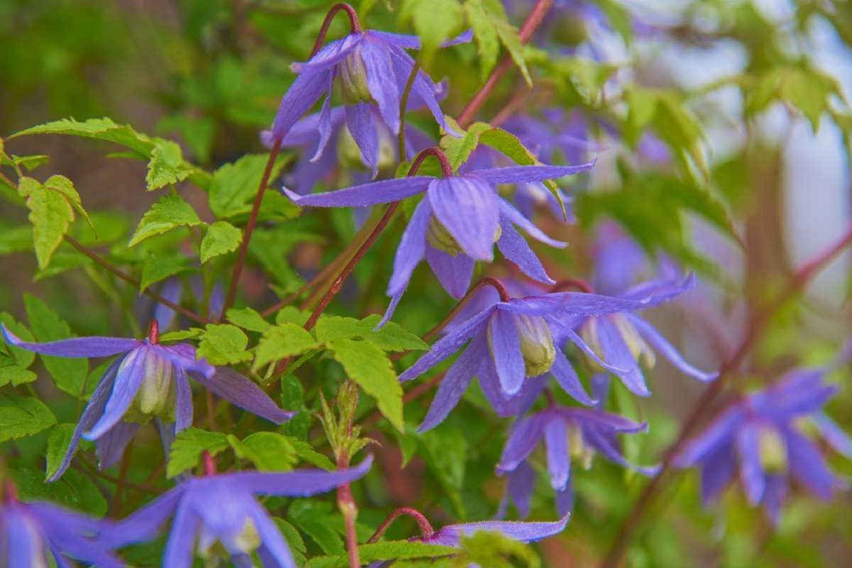Blue Bird Clematis