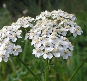 Common Yarrow