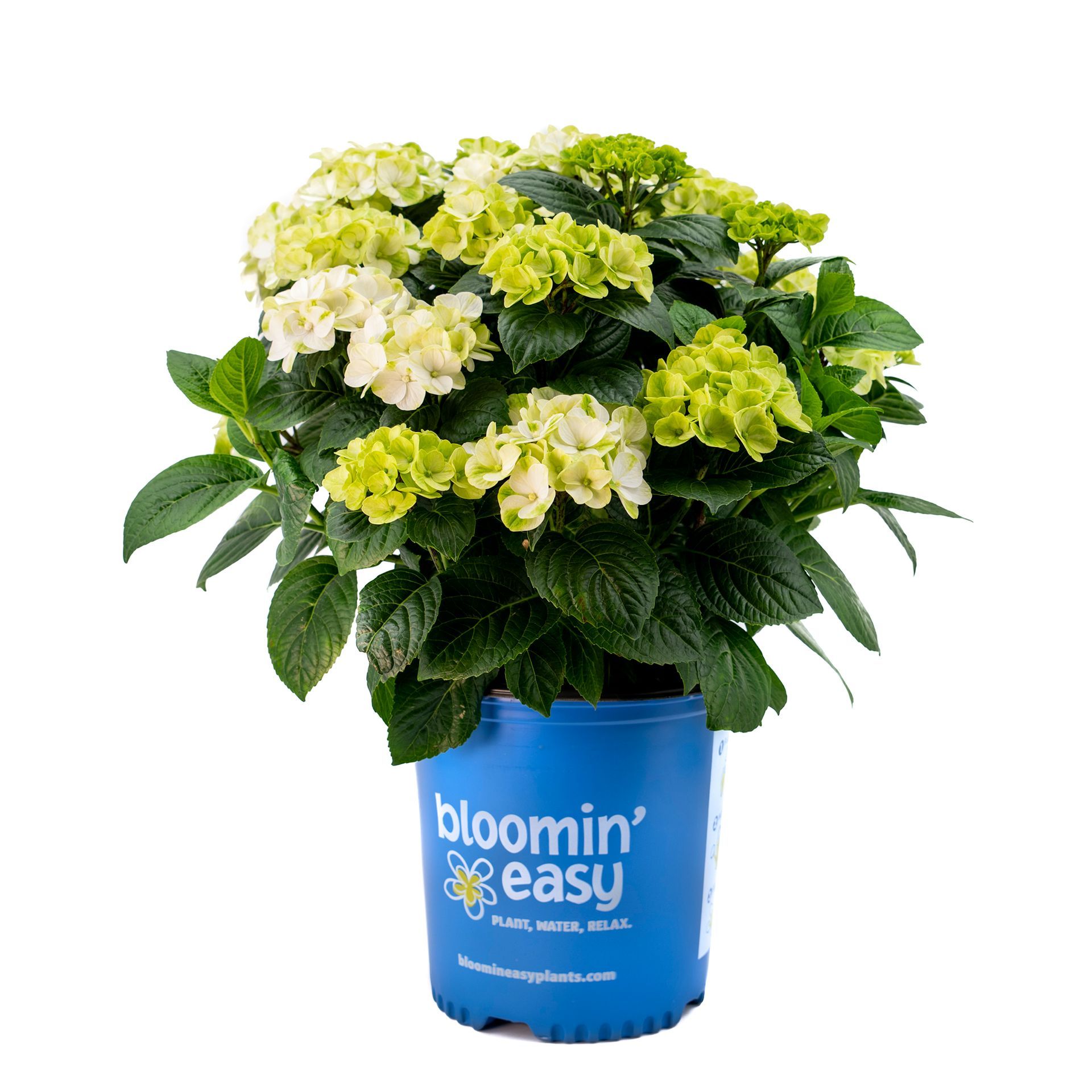 Grin and Tonic™ Hydrangea