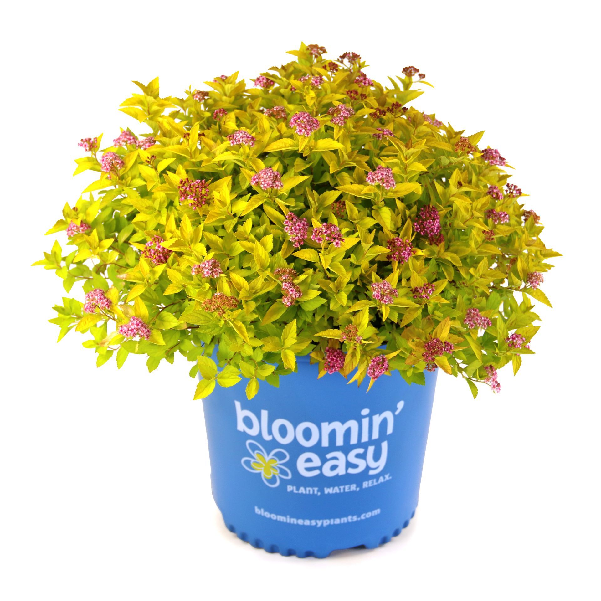 Pineapple Poprocks® Spirea