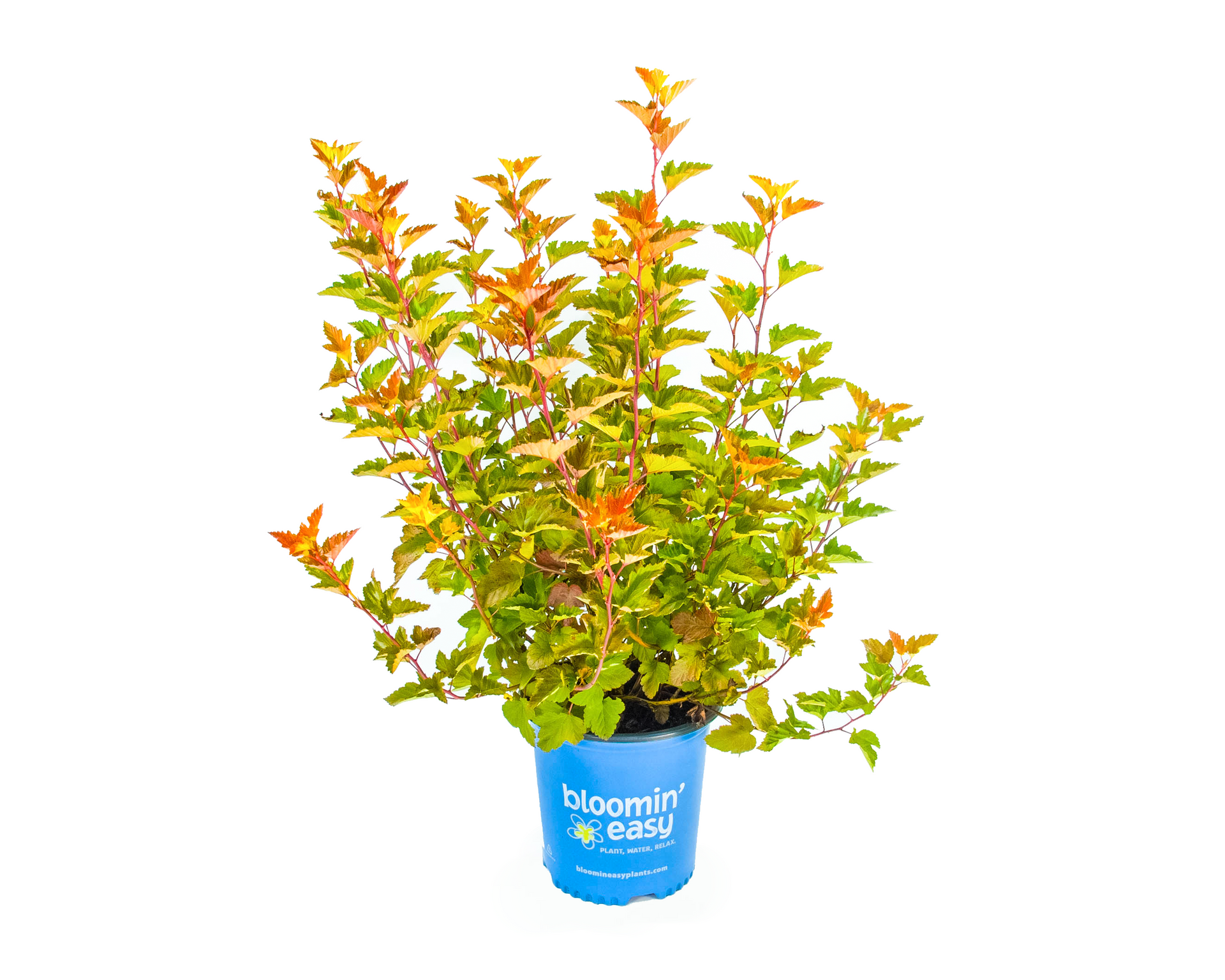 Savannah Sunset™ Ninebark