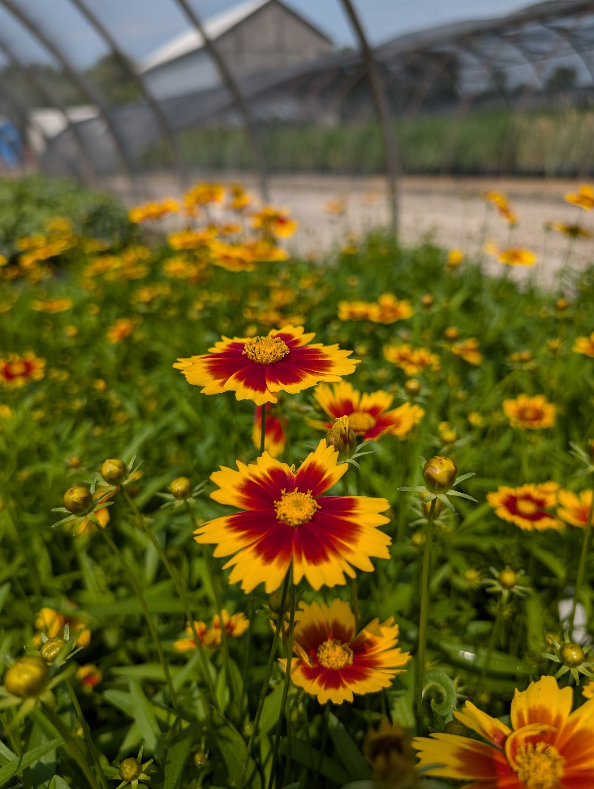 Uptick™ Gold & Bronze Tickseed