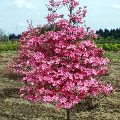 Cherokee Chief Dogwood