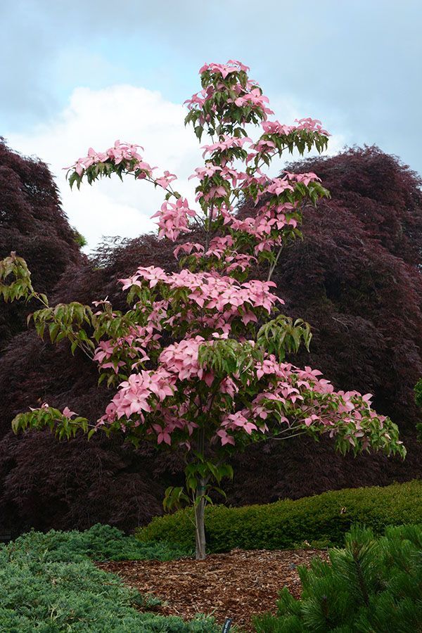 Scarlet Fire® Dogwood