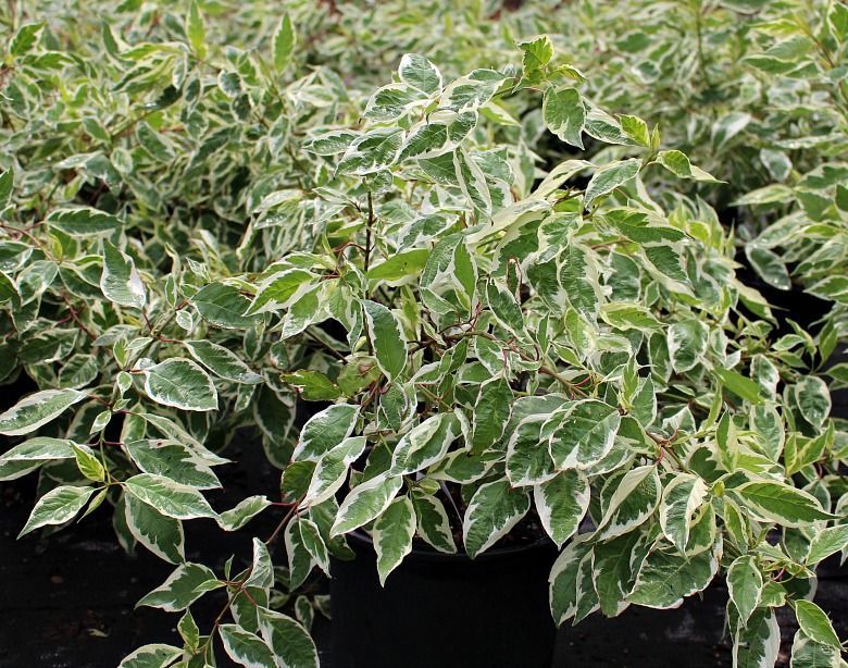 Ivory Halo® Dogwood