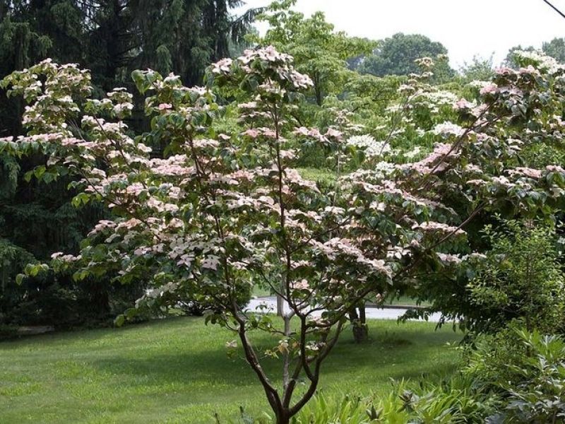 Chinese Flowering Dogwood