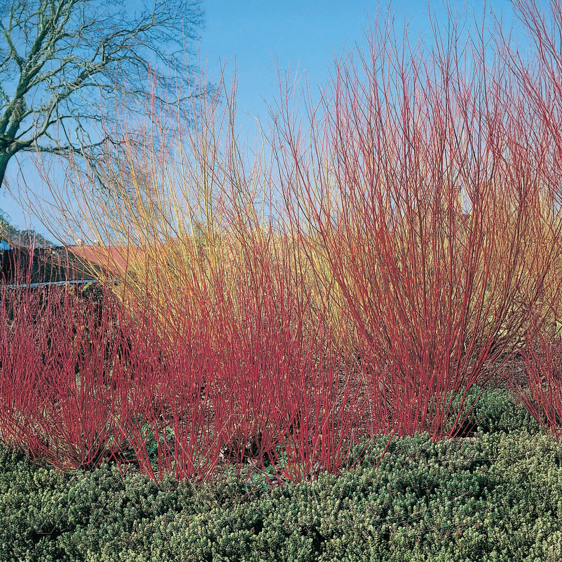 Red Osier Dogwood