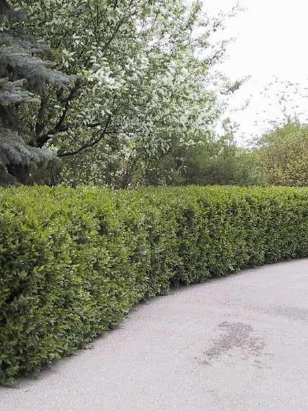 Peking Cotoneaster