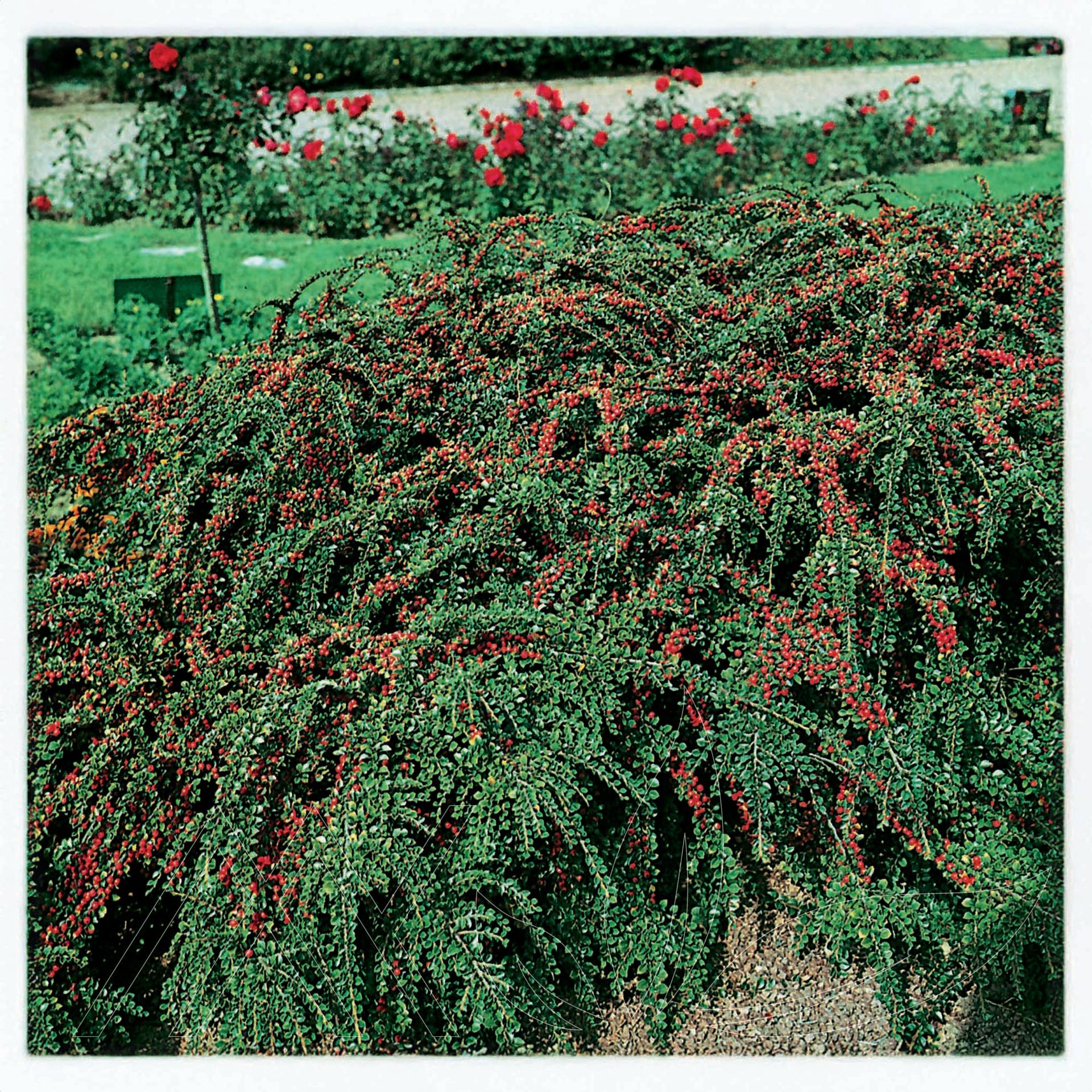 Rockspray Cotoneaster