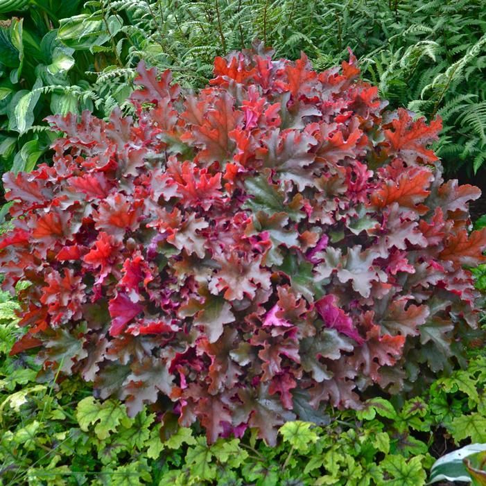Crimson Curls Coral Bells