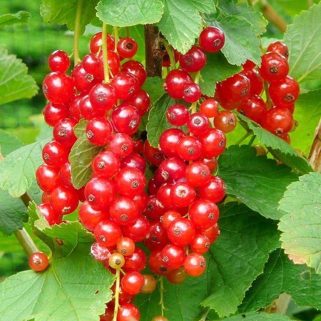 Red Lake Currant