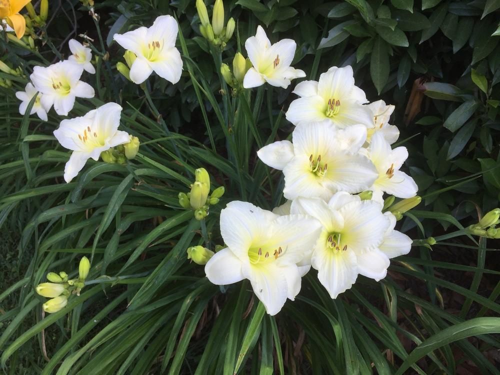 Joan Senior Daylily