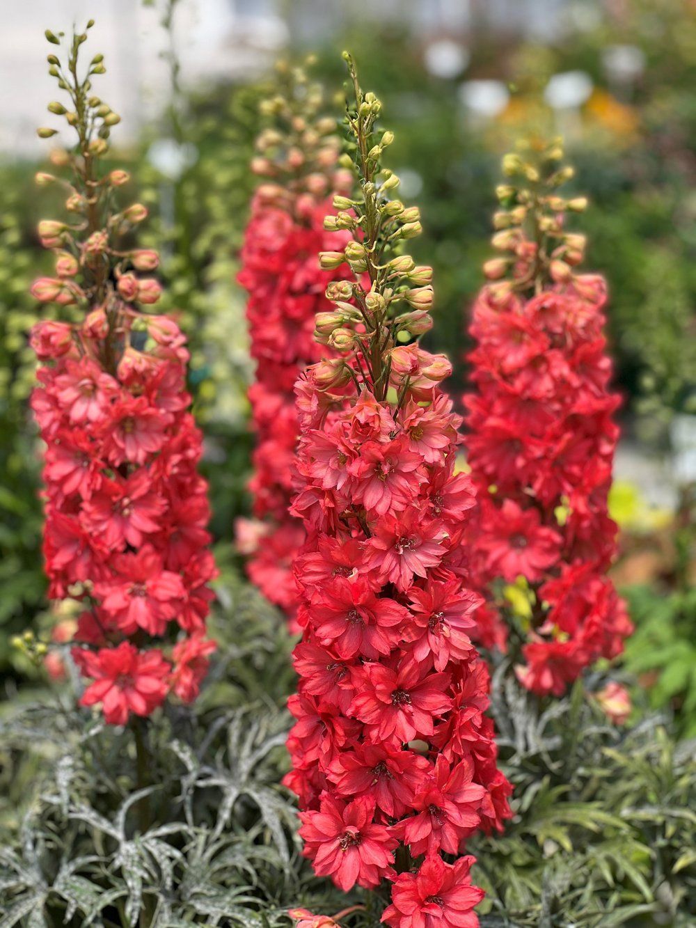 Red Lark Larkspur