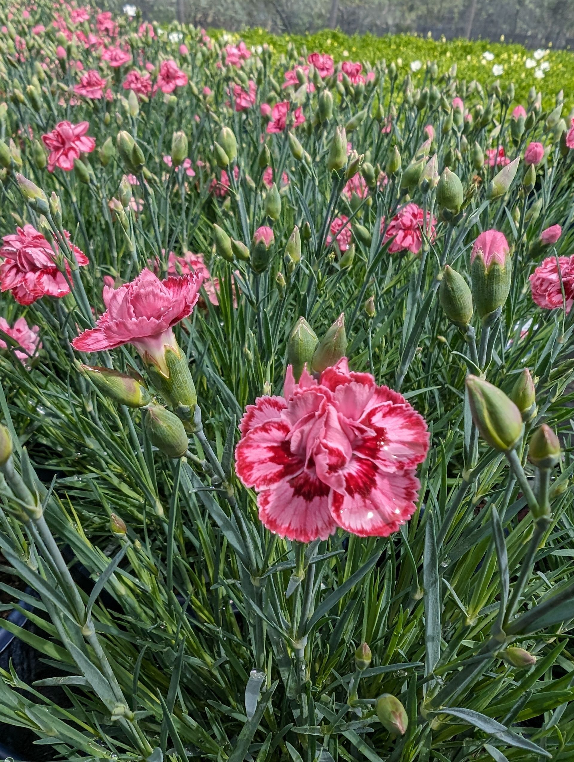 PREMIER™ Starburst Pinks