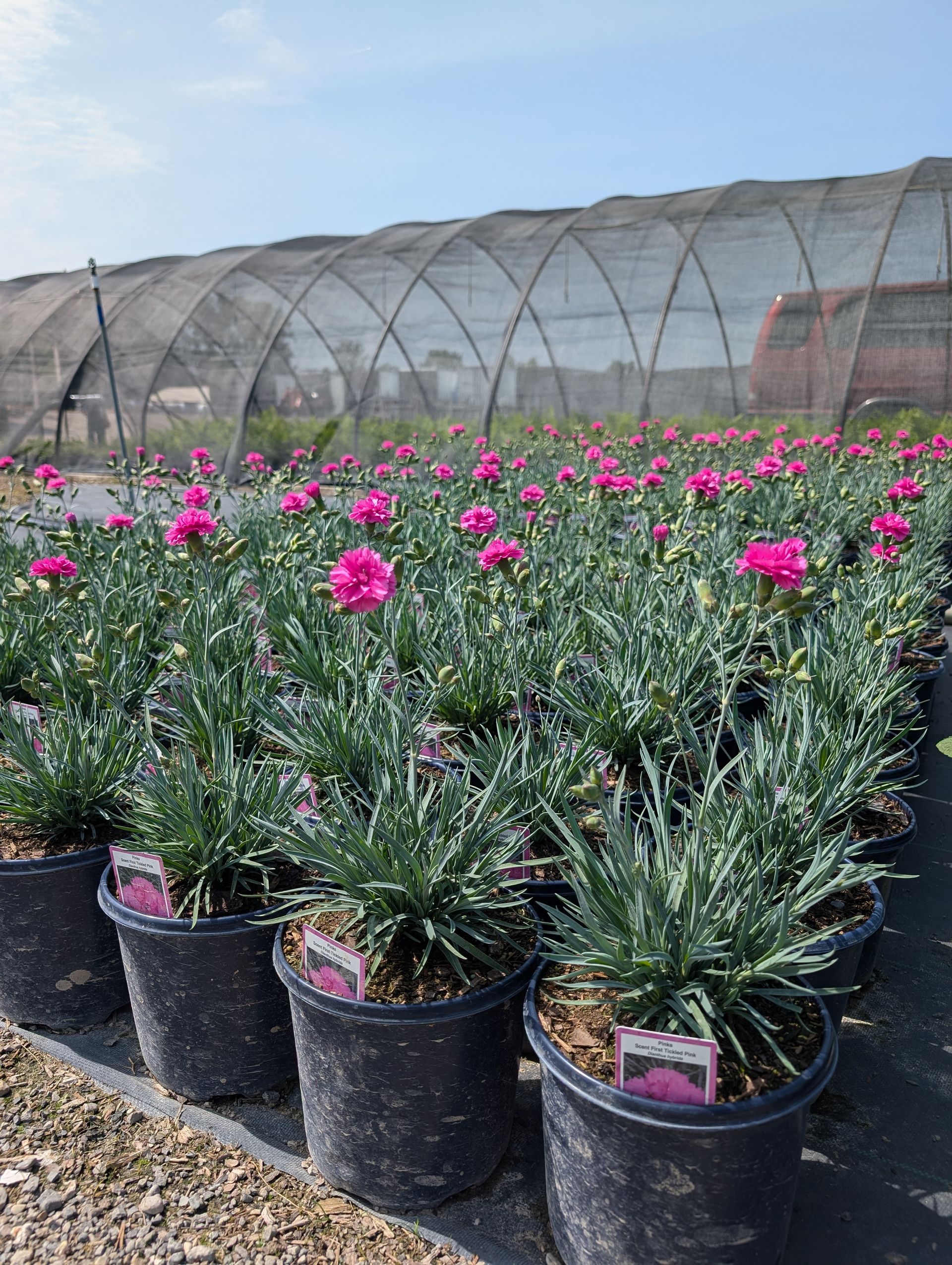 SCENT FIRST® Tickled Pink Pinks