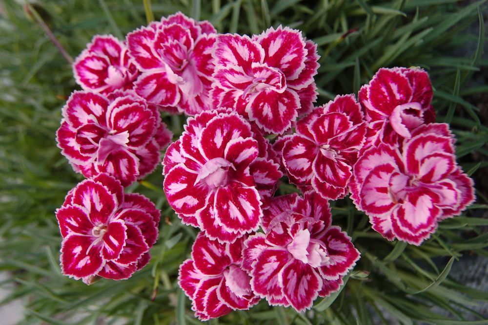 PREMIER™ Starburst Pinks