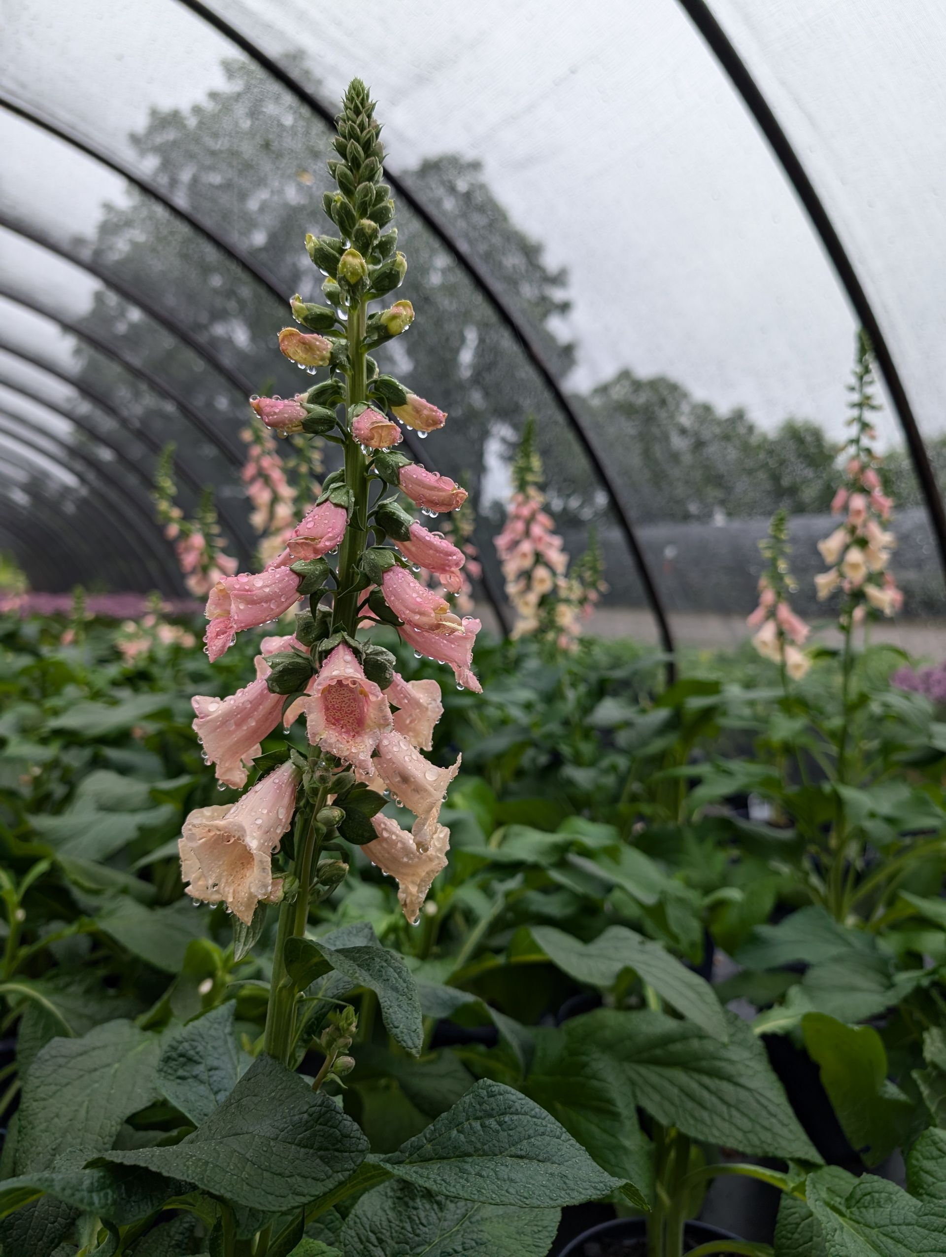 Dalmation Peach Foxglove