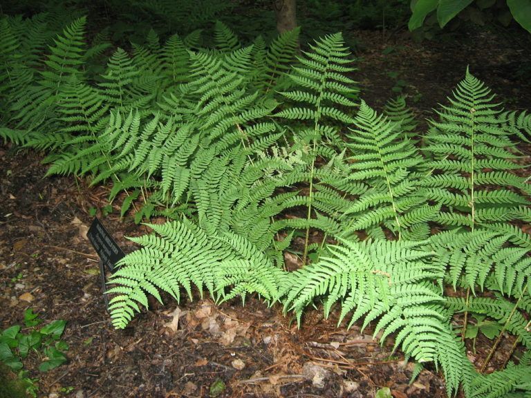 Leatherwood Fern