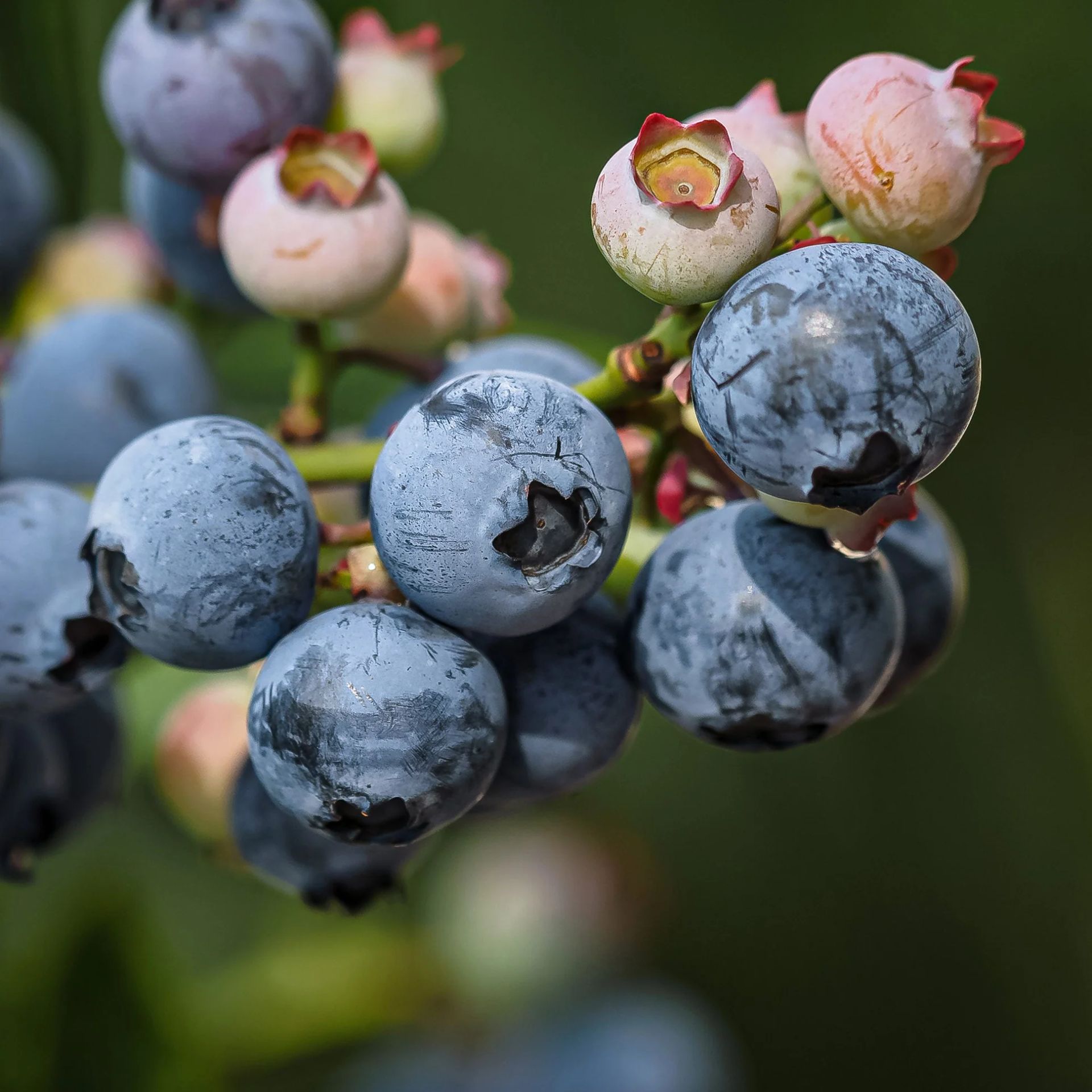 Duke Blueberry