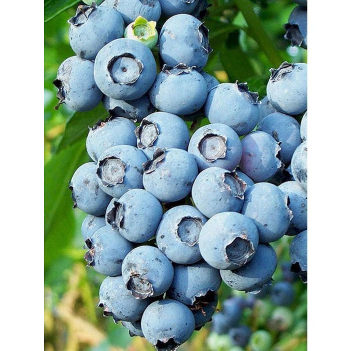 Duke Blueberry