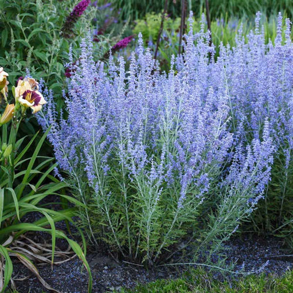 Little Spire Russian Sage