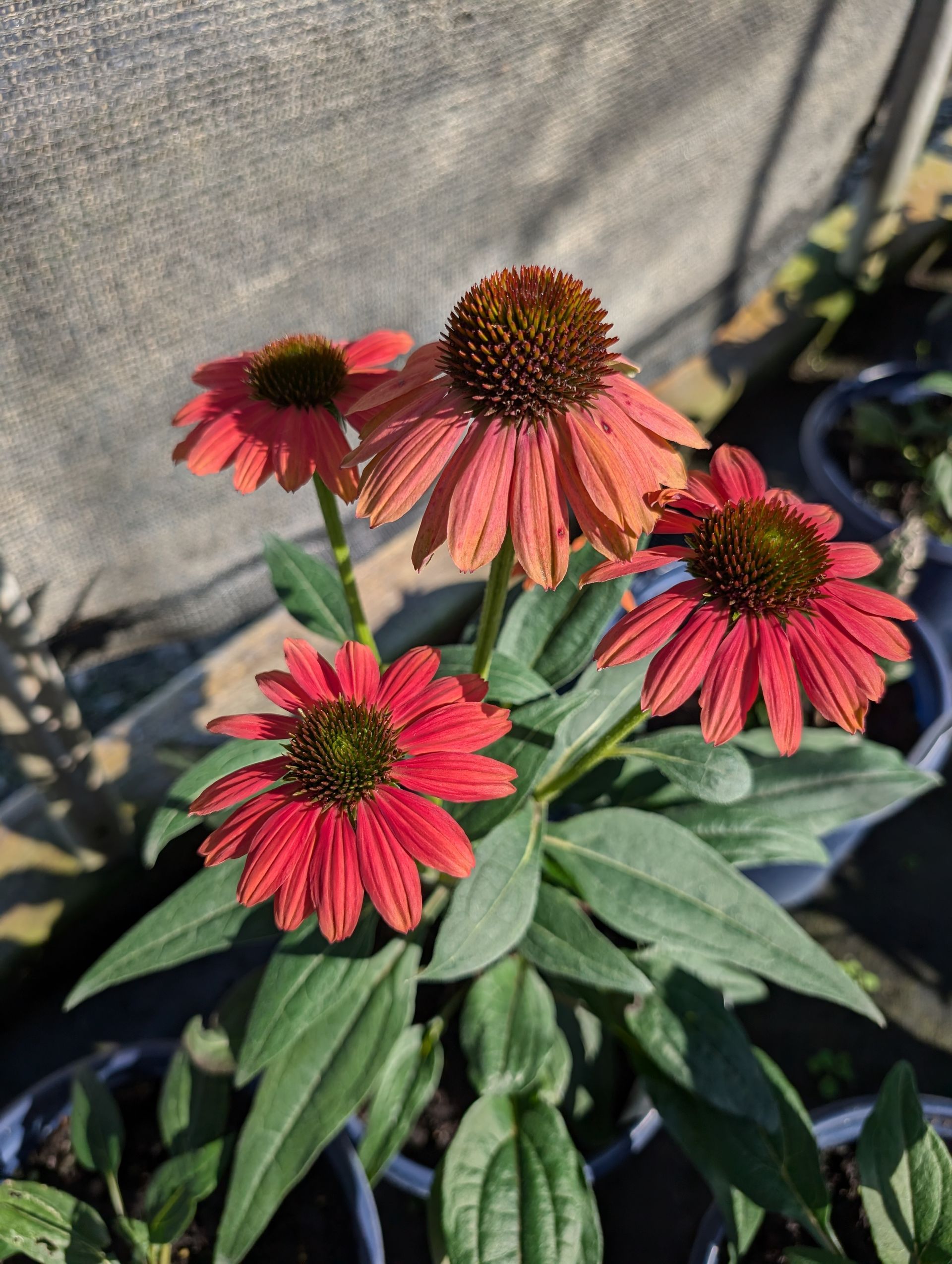 Sombrero Poco™ Hot Coral Coneflower