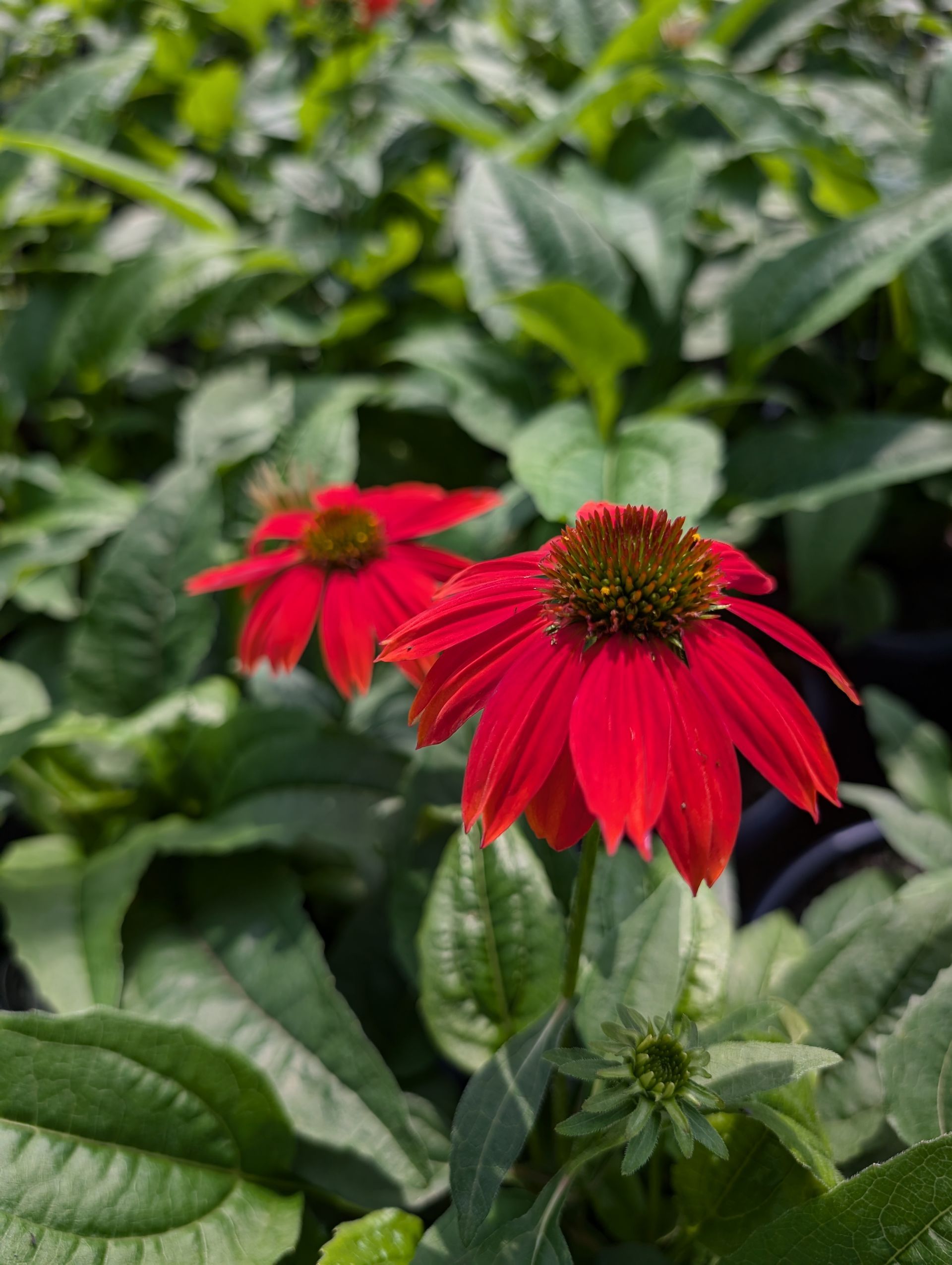 Sombrero® Salsa Red Coneflower