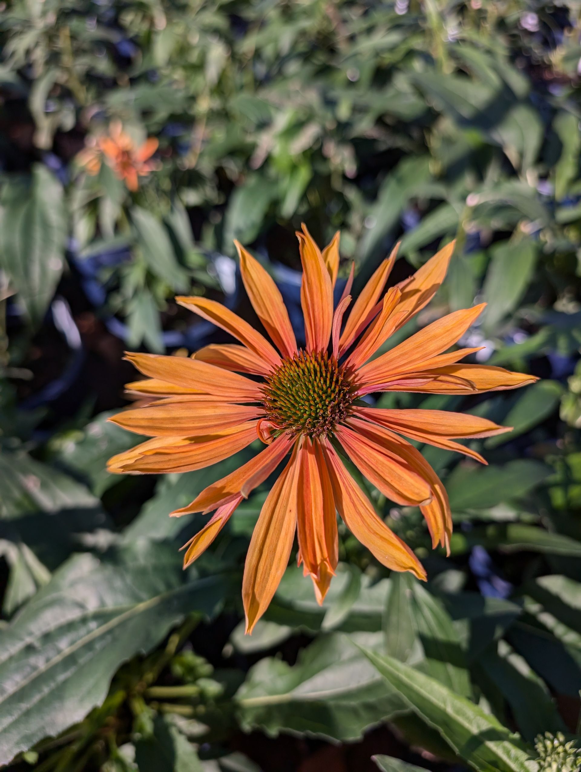 Big Kahuna Coneflower
