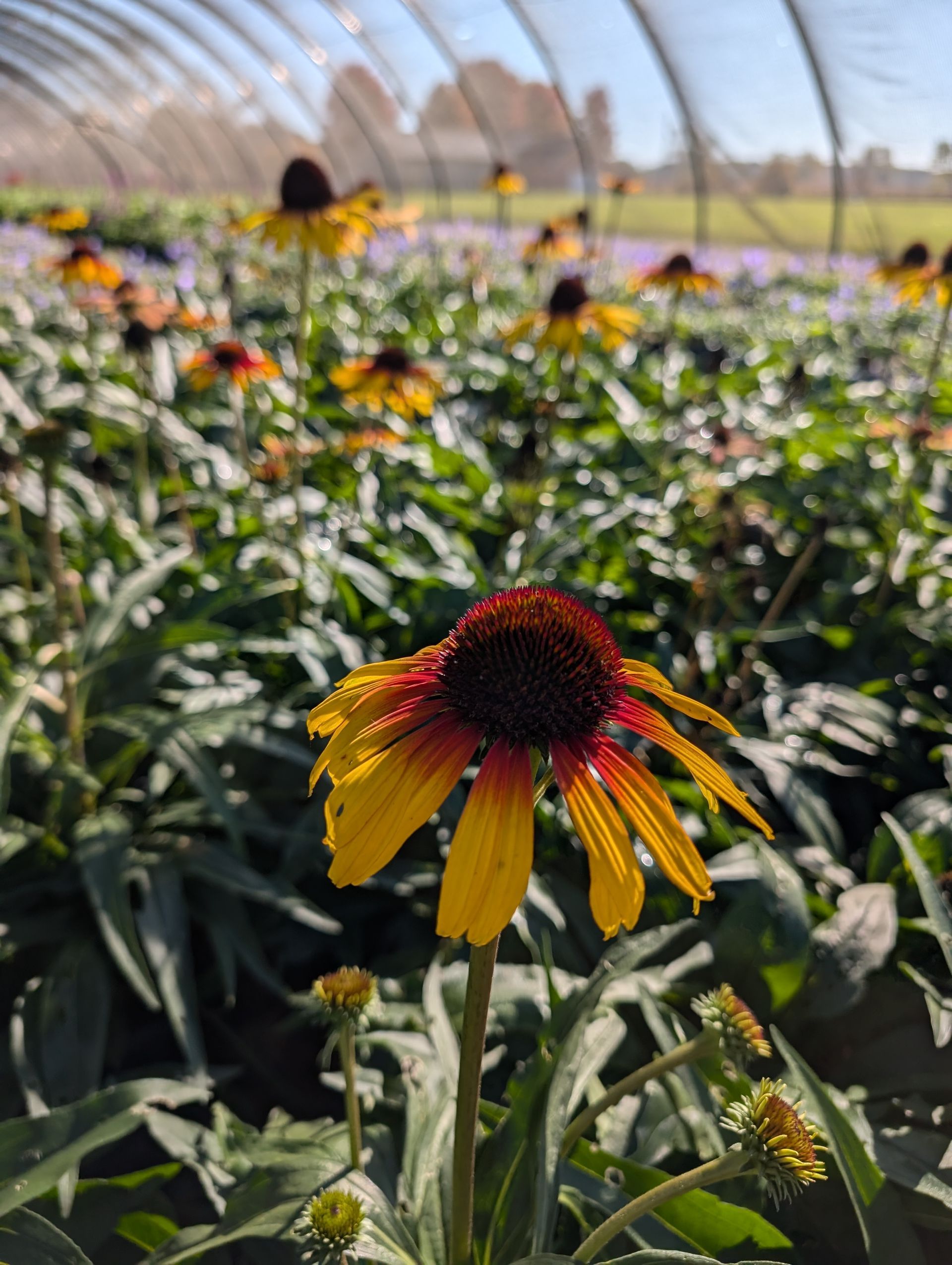 Fine Feathered™ Parrot Coneflower