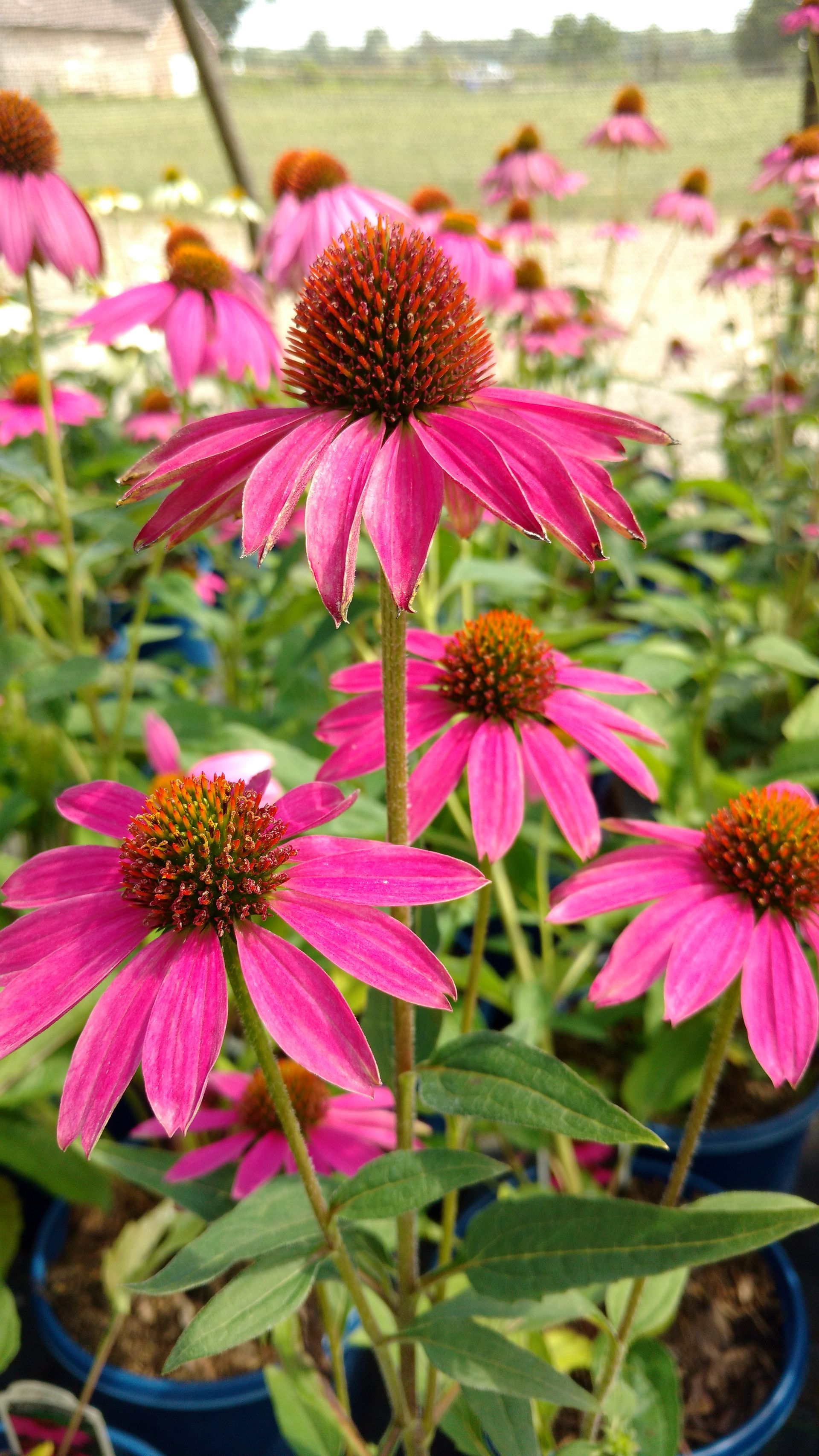 PowWow® Wildberry Coneflower