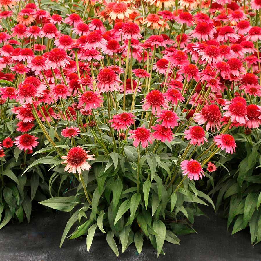 CARA MIA™ Carmine Coneflower