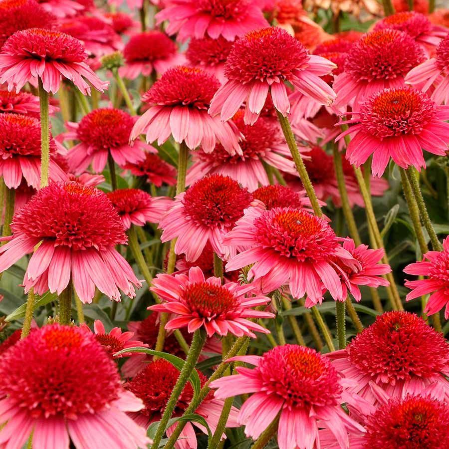 CARA MIA™ Carmine Coneflower