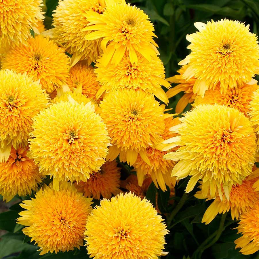 CARA MIA™ Yellow Coneflower