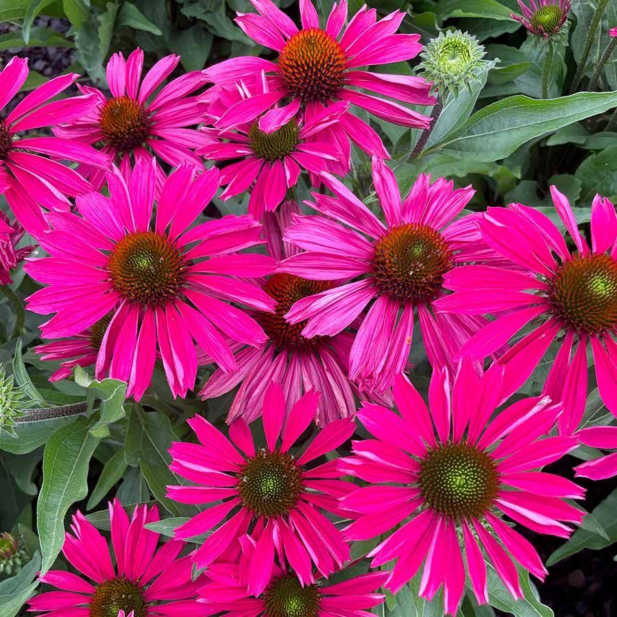 A bunch of purple flowers are growing in a greenhouse.