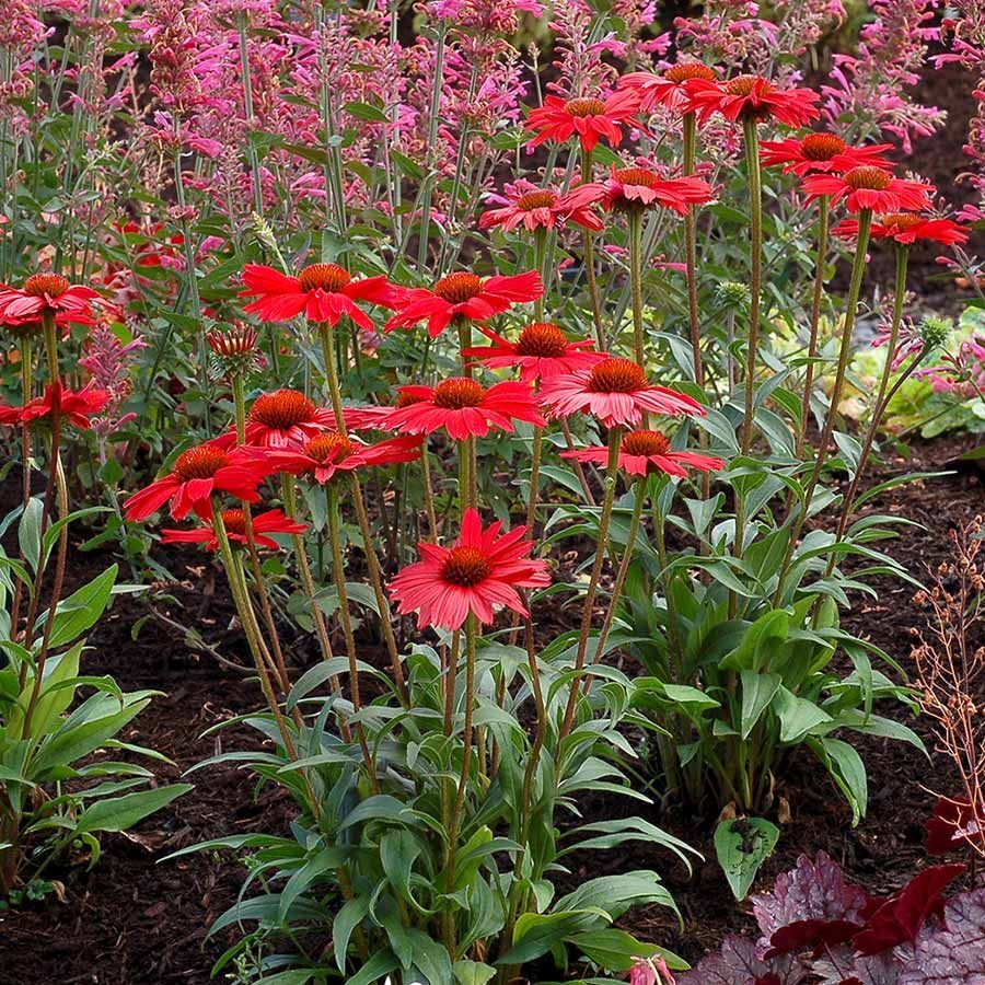 KISMET® Red Coneflower