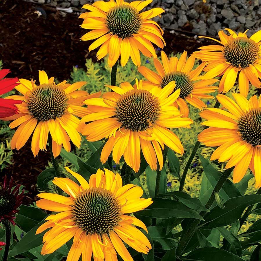 KISMET® Yellow Coneflower