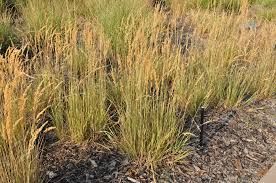 Eldorado Reed Grass