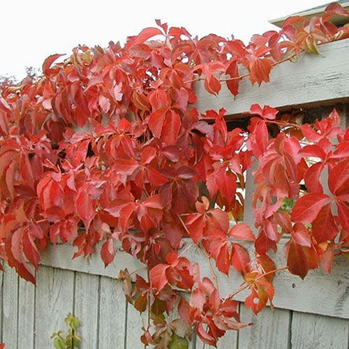 Engelman's Ivy