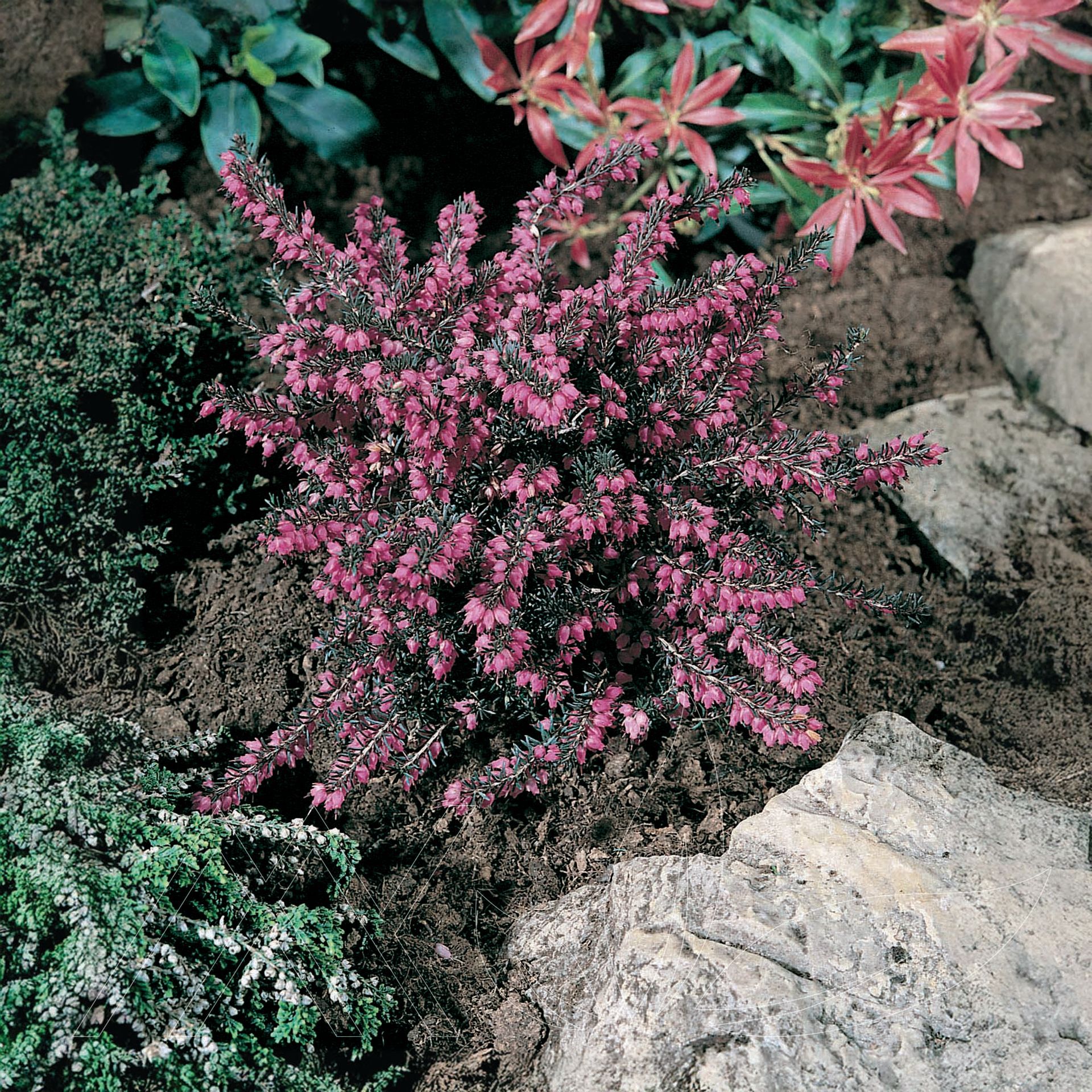 Kramer's Red Heath