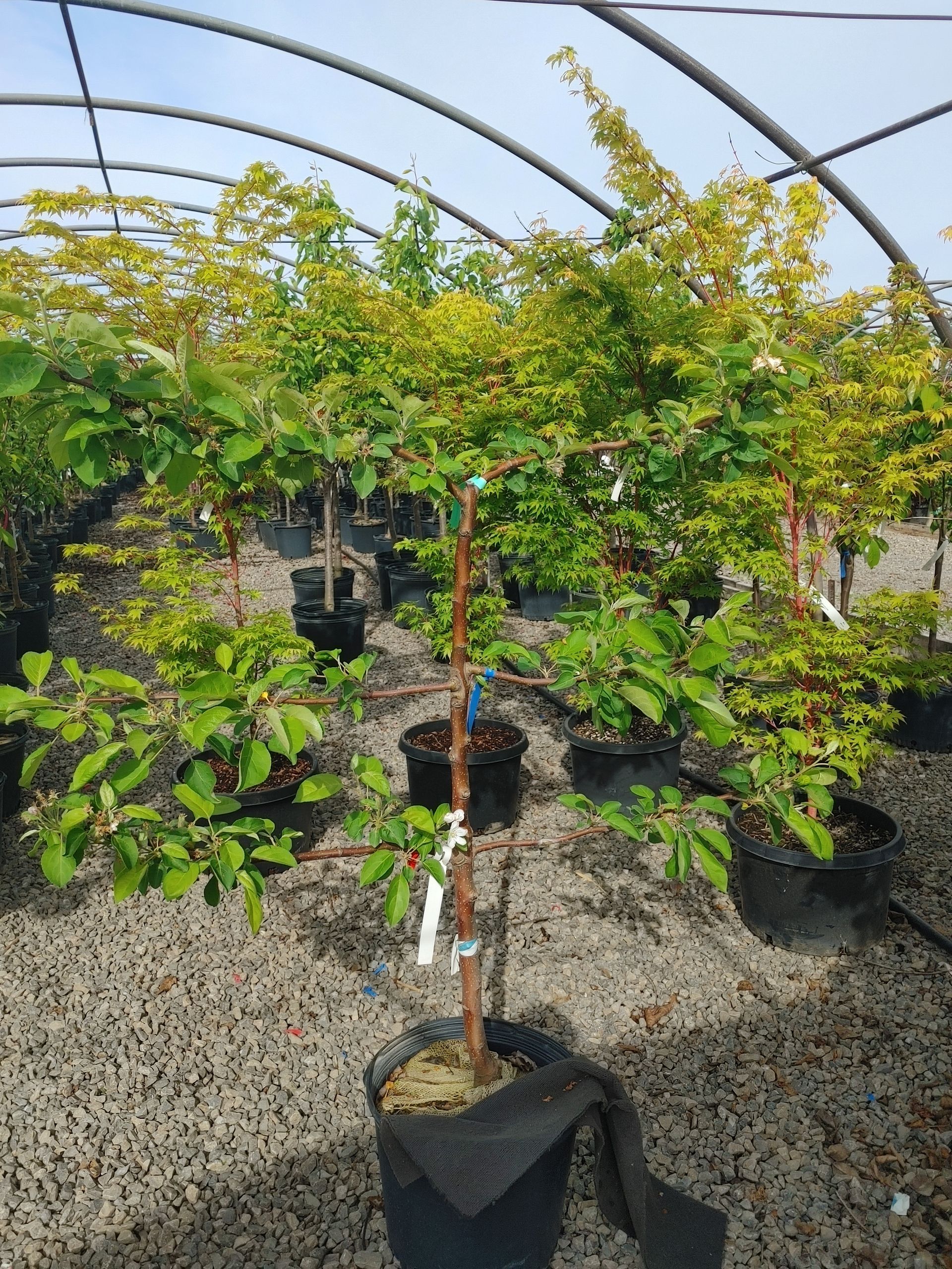 Espaliered Combo Apple