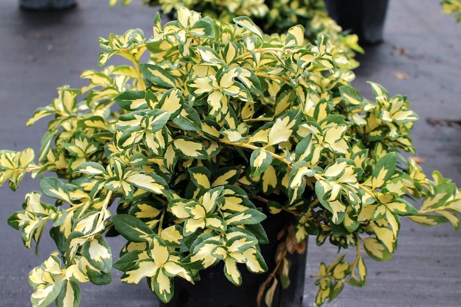 Moonshadow Euonymus