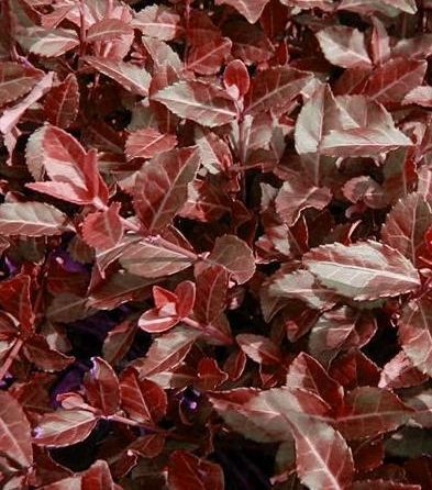 Purpleleaf Wintercreeper