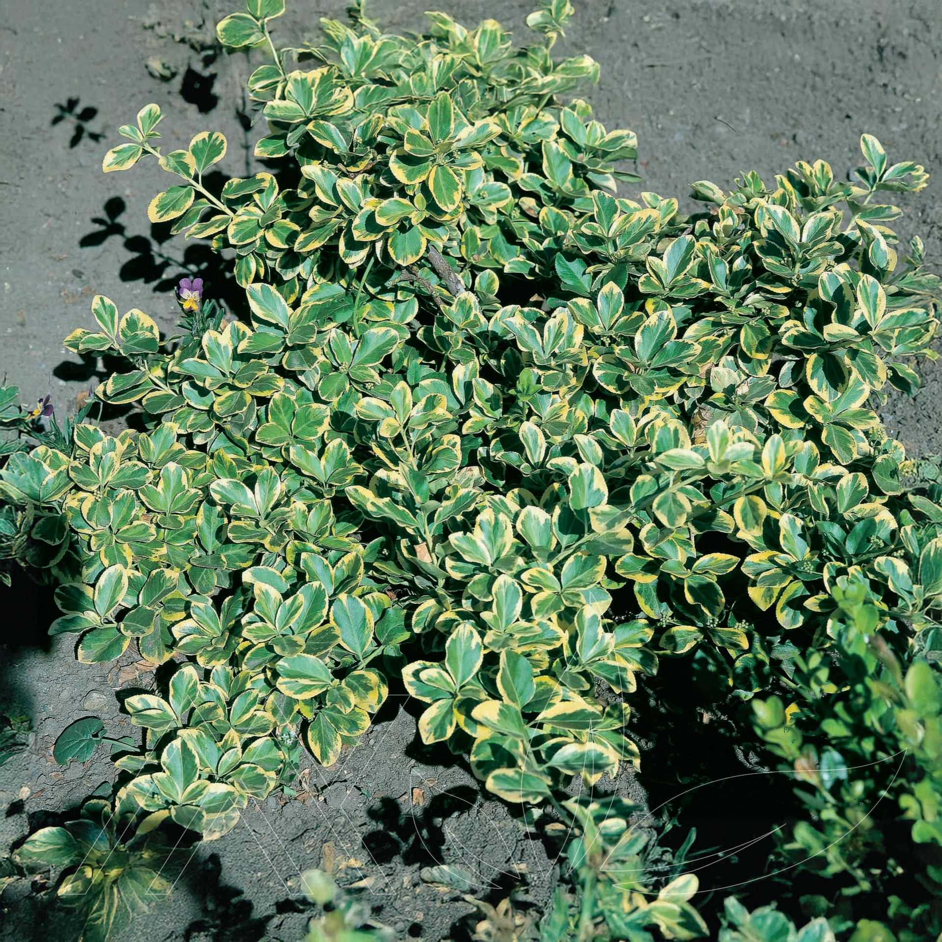 Canadale Gold Euonymus