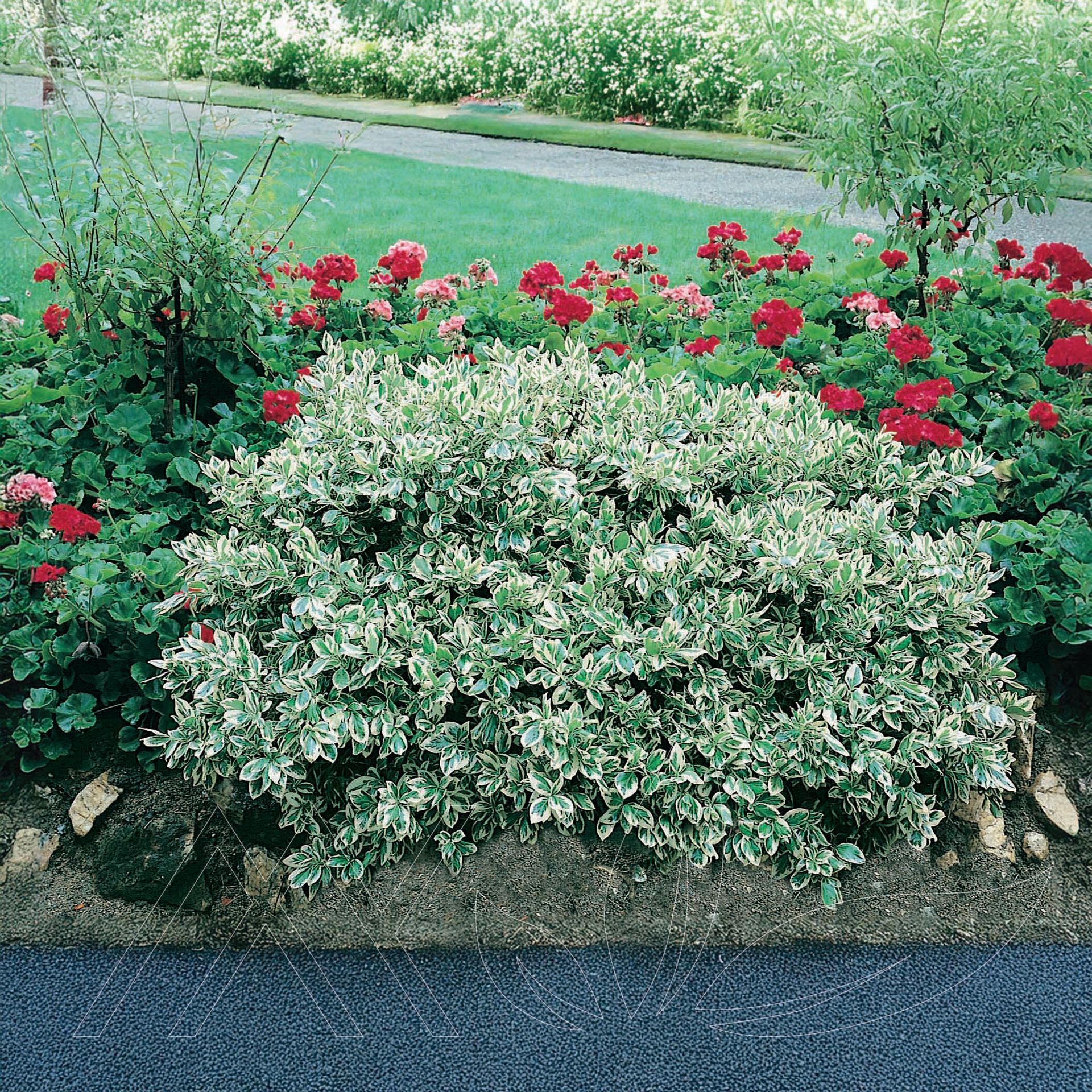 Emerald Gaiety Euonymus