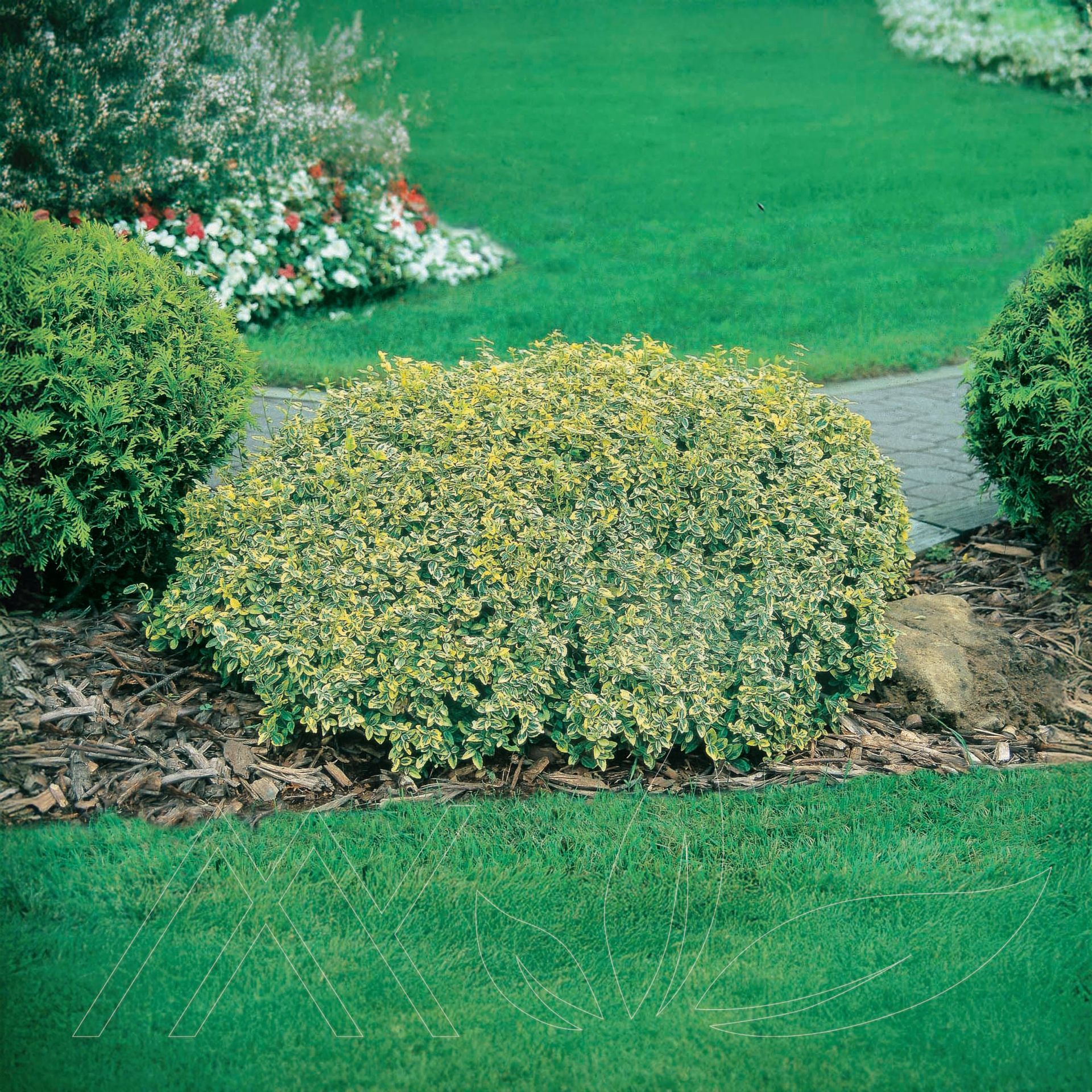 Emerald n' Gold Euonymus
