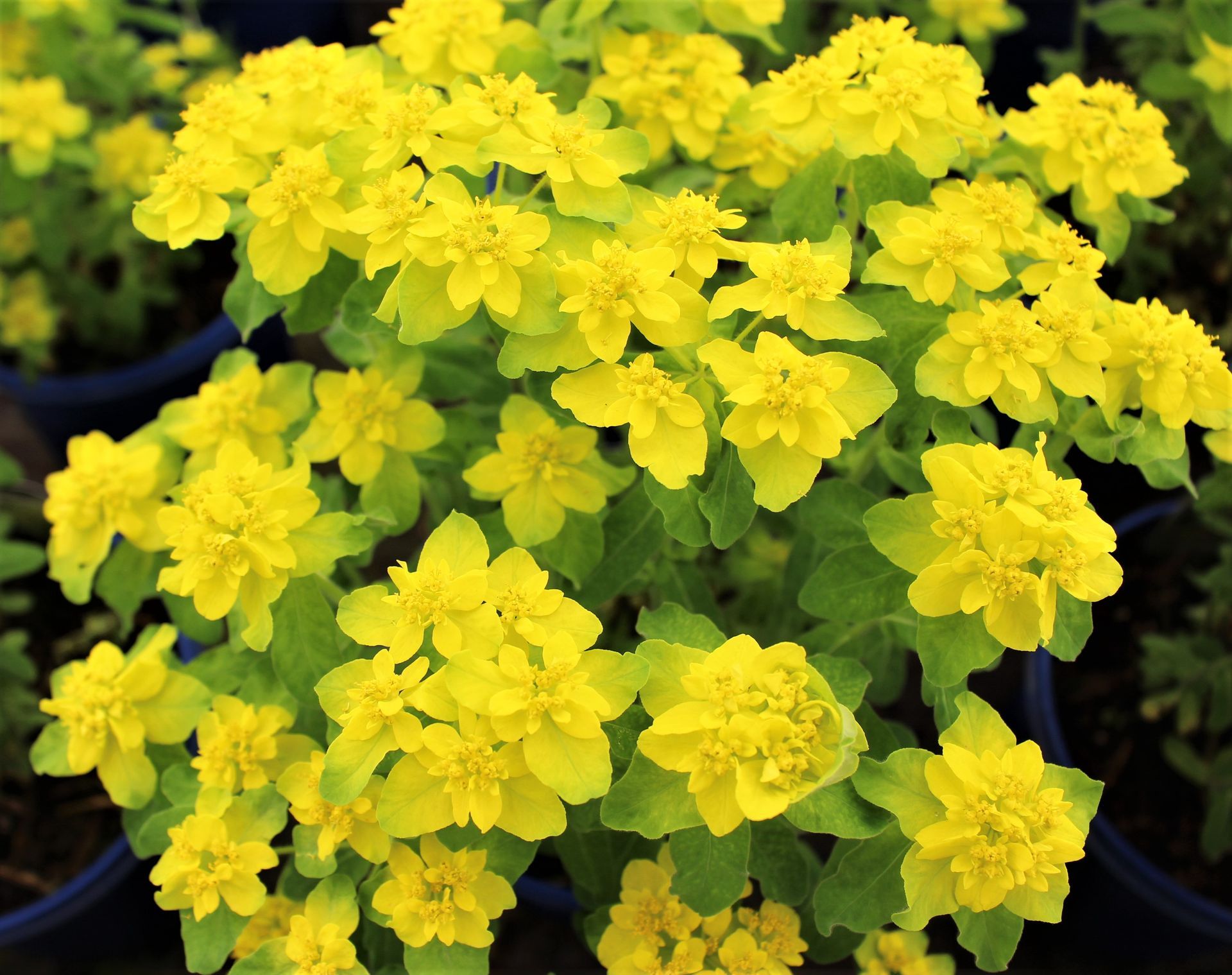 Cushion Spurge